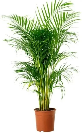 Areca Palm