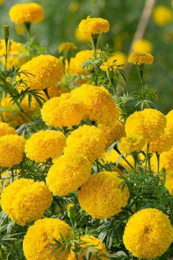 Roy Plant RB Marigold Plant