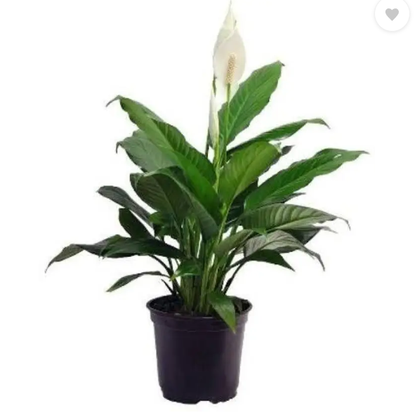 lily plant